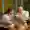 Ein Mann füttert seine Frau beim fröhlichen Frühstück im Hotel Ritter Durbach.