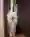 A white dog with long fur looks out from a dark, half-open door.